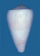 Click to see a larger version of this image (Conus incarnatus  Reeve, 1844 Syntype Image)