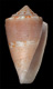 Click to see a larger version of this image (Conus inconstans  Smith, 1877 Primary Type Image)