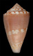 Click to see a larger version of this image (Conus inconstans  Smith, 1877 Primary Type Image)