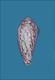 Click to see a larger version of this image (Conus informis  Hwass in Bruguière, 1792 Primary Type Image)