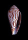 Click to see a larger version of this image (Conus informis  Hwass in Bruguière, 1792 Primary Type Image)