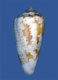 Click to see a larger version of this image (Conus iodostoma  Reeve, 1843 Primary Type Image)