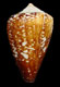 Click to see a larger version of this image (Conus isabelarum  Tenorio, M. J. and Afonso, M. L., 2004 Primary Type Image)