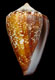 Click to see a larger version of this image (Conus isabelarum  Tenorio, M. J. and Afonso, M. L., 2004 Primary Type Image)