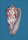 Click to see a larger version of this image (Conus janus  Hwass in Bruguière, 1792 Primary Type Image)