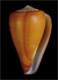 Click to see a larger version of this image
