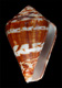 Click to see a larger version of this image (Conus jourdani  da Motta, 1984 Primary Type Image)