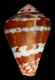 Click to see a larger version of this image (Conus jourdani  da Motta, 1984 Primary Type Image)