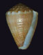 Click to see a larger version of this image