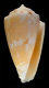 Click to see a larger version of this image (Conus kalafuti  da Motta, 1987 Primary Type Image)