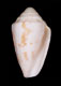 Click to see a larger version of this image (Conus karinae  Nowell-Usticke, 1968 Primary Type Image)