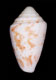 Click to see a larger version of this image (Conus karinae  Nowell-Usticke, 1968 Primary Type Image)