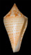 Click to see a larger version of this image (Conus kerstitchi  Walls, 1978 Primary Type Image)