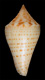 Click to see a larger version of this image (Conus kerstitchi  Walls, 1978 Primary Type Image)