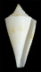 Click to see a larger version of this image (Conus kevani  Petuch, 1987 Primary Type Image)