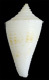 Click to see a larger version of this image (Conus kevani  Petuch, 1987 Primary Type Image)