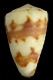 Click to see a larger version of this image (Conus kirkandersi  Petuch, 1987 Primary Type Image)