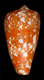 Click to see a larger version of this image (Conus kongaensis  da Motta, 1984 Primary Type Image)