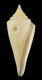 Click to see a larger version of this image (Conus kremerorum  Petuch, 1988 Primary Type Image)