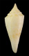 Click to see a larger version of this image (Conus kremerorum  Petuch, 1988 Primary Type Image)