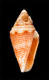 Click to see a larger version of this image (Conus (Lilliconus) kuiperi  Moolenbeek, 2006 Primary Type Image)