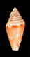 Click to see a larger version of this image (Conus (Lilliconus) kuiperi  Moolenbeek, 2006 Primary Type Image)