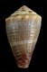 Click to see a larger version of this image (Conus kulkulcan  Petuch, 1980 Primary Type Image)