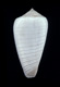 Click to see a larger version of this image (Conus lacteus  Lamarck, 1810 Primary Type Image)