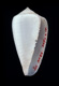 Click to see a larger version of this image (Conus lacteus  Lamarck, 1810 Primary Type Image)