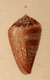 Click to see a larger version of this image (Conus lamarckii  Kiener, 1847 Original Figure Image)