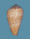 Click to see a larger version of this image (Conus lamarckii  Kiener, 1847 Primary Type Image)