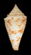 Click to see a larger version of this image (Conus lapulapui  da Motta & Martin, 1982 Primary Type Image)