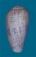 Click to see a larger version of this image (Conus lautus  Reeve, 1844 Primary Type Image)