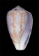 Click to see a larger version of this image (Conus lavendulus  Bartsch, 1915 Primary Type Image)