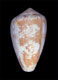 Click to see a larger version of this image (Conus lavendulus  Bartsch, 1915 Primary Type Image)