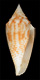 Click to see a larger version of this image (Conus leobrerai  da Motta & Martin, 1982 Primary Type Image)