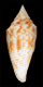 Click to see a larger version of this image (Conus leobrerai  da Motta & Martin, 1982 Primary Type Image)