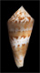 Click to see a larger version of this image (Conus (Floraconus) lightbourni  Petuch, 1986 Primary Type Image)