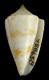 Click to see a larger version of this image (Conus lindae  Petuch, 1987 Primary Type Image)