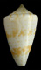 Click to see a larger version of this image (Conus lindae  Petuch, 1987 Primary Type Image)