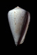 Click to see a larger version of this image (Conus lineatus  Borson, 1820 Primary Type Image)