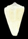 Click to see a larger version of this image (Conus lischkeanus  Weinkauff, 1875 Primary Type Image)