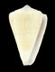 Click to see a larger version of this image (Conus lischkeanus  Weinkauff, 1875 Primary Type Image)