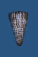 Click to see a larger version of this image (Conus litteratus  Linnaeus, 1758 Primary Type Image)