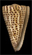 Click to see a larger version of this image (Conus litteratus  Linnaeus, 1758 Primary Type Image)