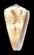 Click to see a larger version of this image (Conus loebbeckeanus  Weinkauff, 1873 Primary Type Image)