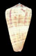 Click to see a larger version of this image (Conus loebbeckeanus  Weinkauff, 1873 Primary Type Image)