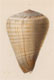 Click to see a larger version of this image (Conus loroisii  Kiener, 1846 Original Figure Image)