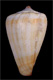 Click to see a larger version of this image (Conus luquei  Rolán & Trovao in Rolán, 1990 Primary Type Image)