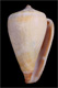 Click to see a larger version of this image (Conus luquei  Rolán & Trovao in Rolán, 1990 Primary Type Image)